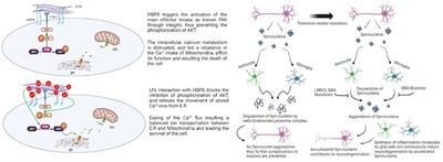 Lactoferrin: neuroprotection against Parkinson's disease and secondary molecule for potential treatment